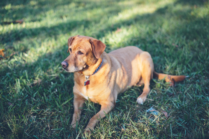 Amber // Dog Portrait // Splatter Photography